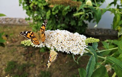 Close-up of butterfly pollinating on flower