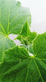 Close-up of leaves