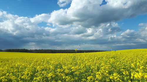 Scenic view of oilseed rape field against sky