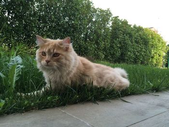 Portrait of a cat on grass