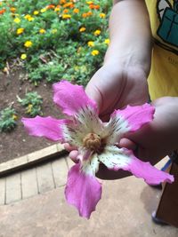 Close-up of hand holding pink flower