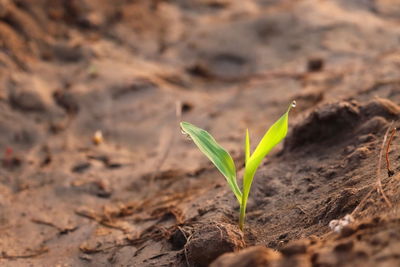Close-up of small plant growing on field