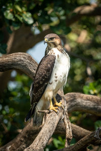 Augur buzzard perches on branch looking down