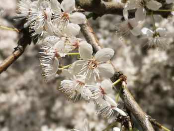 Close-up of white cherry blossom tree