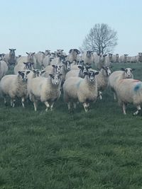 Flock of sheep in a field