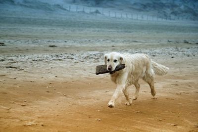 Dog running on beach