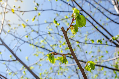 Low angle view of cherry blossoms in spring