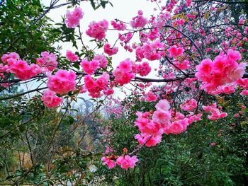 Pink flowers blooming on tree