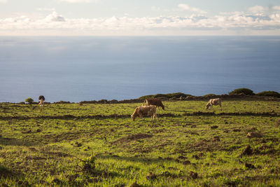 Sheep grazing on field by sea against sky