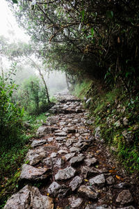 Footpath amidst rocks in forest