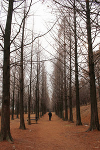 Man walking on bare trees in forest