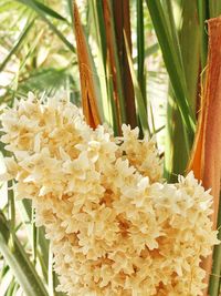 Close-up of flowers