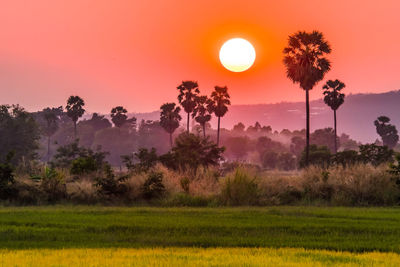 Scenic view of field against sky during sunset