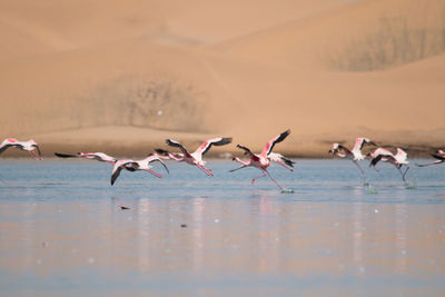Seagulls flying over lake
