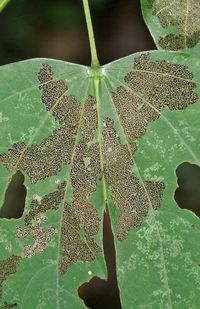 Close-up of plant