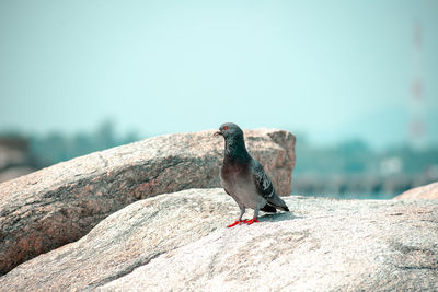 Close-up of pigeon perching on rock