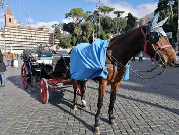 Horse cart on street