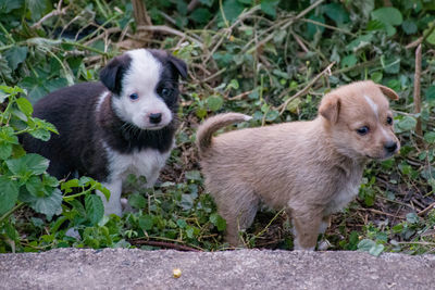 Portrait of two dogs