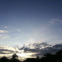 Low angle view of trees against sky