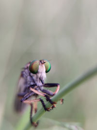 Close-up of grasshopper on flower