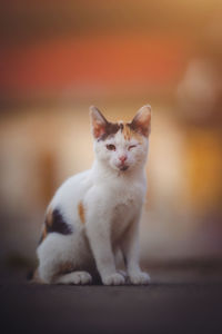 Cat sitting on floor