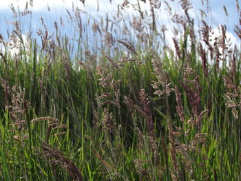 Close-up of wheat field