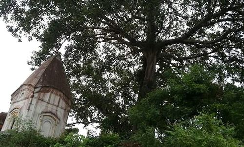 Low angle view of trees against sky