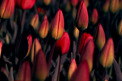 Full frame shot of red tulips