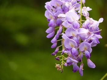 Close-up of purple flowering plant
