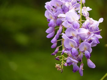 Close-up of purple flowering plant