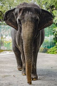 Close-up of elephant