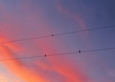 Low angle view of birds flying in sky