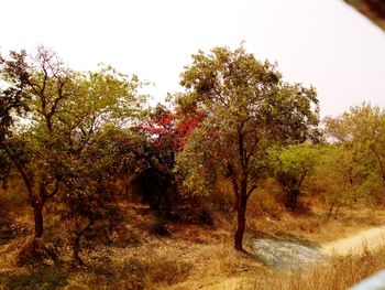 Trees on landscape against sky