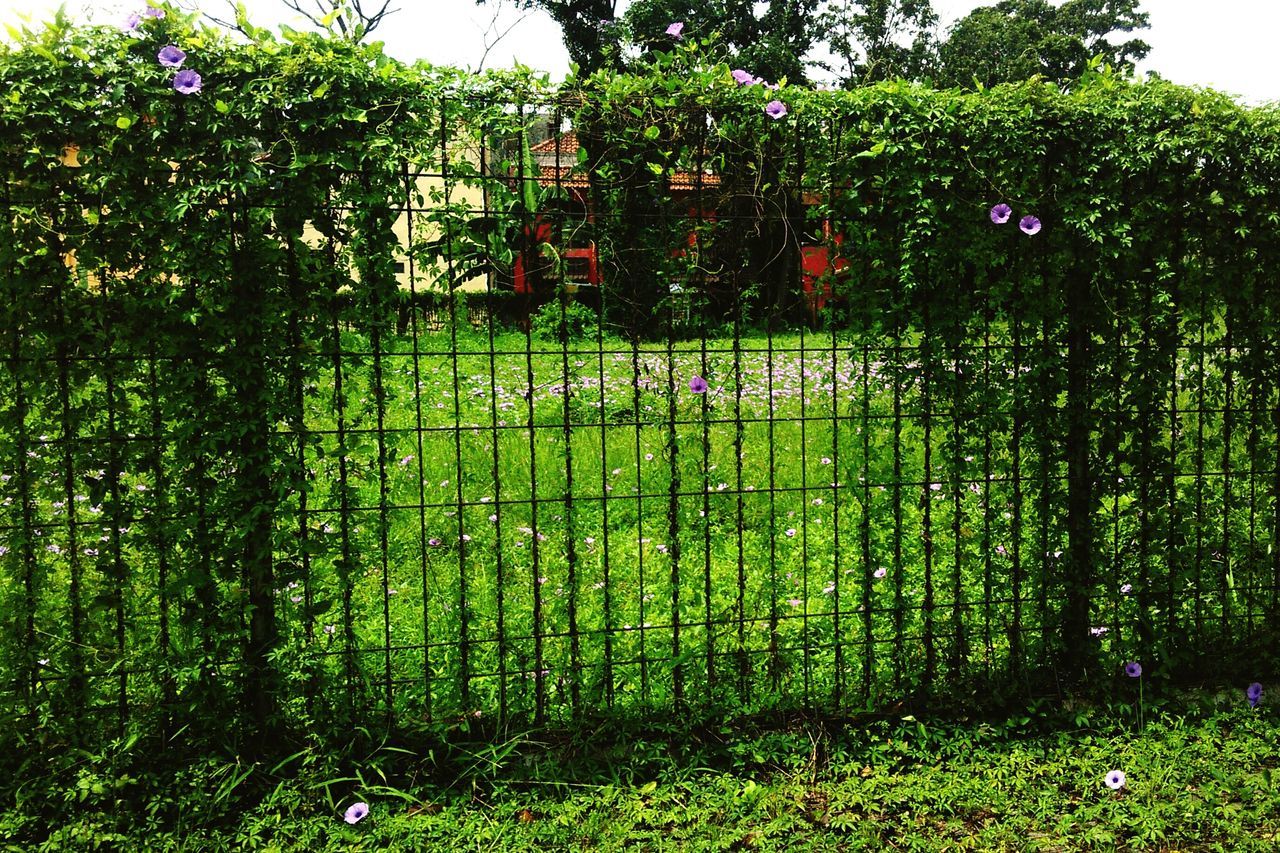 green color, growth, grass, tree, plant, nature, field, beauty in nature, lush foliage, tranquility, green, grassy, fence, tranquil scene, freshness, growing, day, outdoors, no people, park - man made space