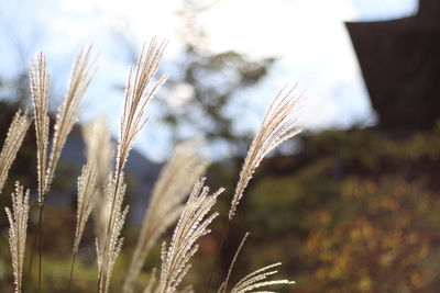 Close-up of grass growing in field