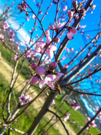 Low angle view of cherry blossom