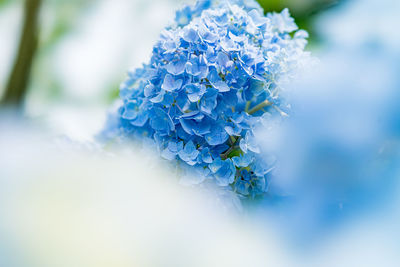 Close-up of purple hydrangea plant