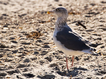 Close-up of seagull perching on sand