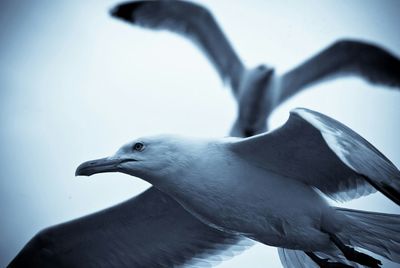 Low angle view of seagull against the sky