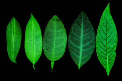 Close-up of green leaves against black background