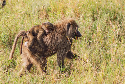 Lioness running on field