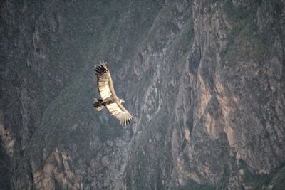 Bird flying over a mountain