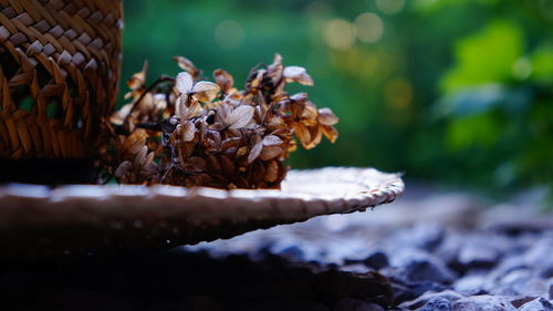 Close-up of straw hat with dried flowers