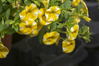 Close-up of yellow flowering plant