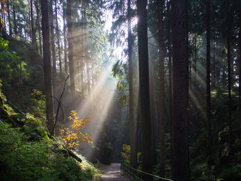 Sunlight streaming through trees in forest