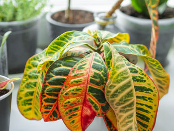 Colorful leaves of codiaeum variegatum or fire croton. growing flowering plants at home. 