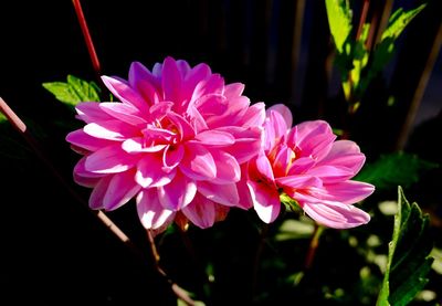 Close-up of pink flower