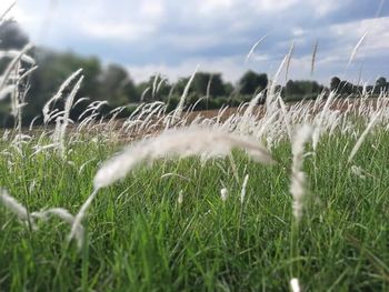 Close-up of grass on field against sky