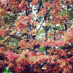 Low angle view of tree against sky