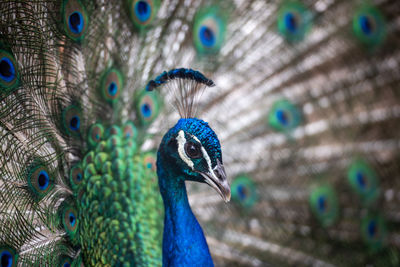 Close-up of peacock